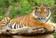 सावधान! उत्‍तराखंड के इस शहर में बढ़ा मानव वन्य जीव संघर्ष, छह महीने में नौ लोग बाघ के शिकार