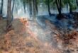सुलग रहा उत्तराखंड, आग की रोकथाम के लिए झाप पर निर्भर वन विभाग, जिम्मेदारी तय नहीं