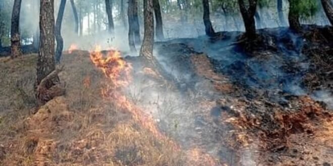 सुलग रहा उत्तराखंड, आग की रोकथाम के लिए झाप पर निर्भर वन विभाग, जिम्मेदारी तय नहीं