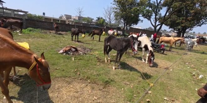 काशीपुर: चैती मेले में सजा नखासा घोड़ा बाजार, दूर-दराज़ से आए घोड़े बने आकर्षण का केंद्र, देखिए वीडियो