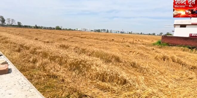 काशीपुर में मौसम की मार से बिछी गेहूं की फसल, किसानों ने कहा— “लागत निकलना भी मुश्किल, मुआवजा दे सरकार”देखिए वीडियो