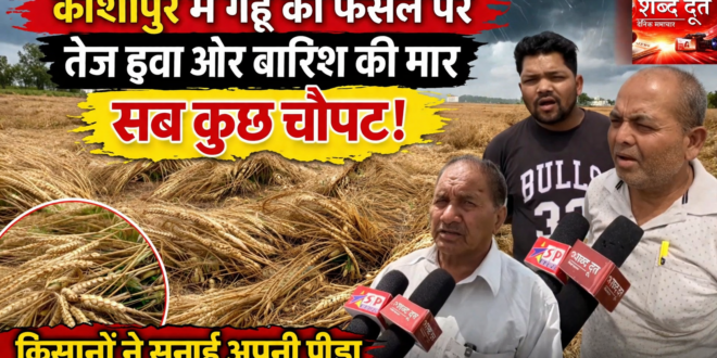 काशीपुर में मौसम की मार से बिछी गेहूं की फसल, किसानों ने कहा— “लागत निकलना भी मुश्किल, मुआवजा दे सरकार”देखिए वीडियो