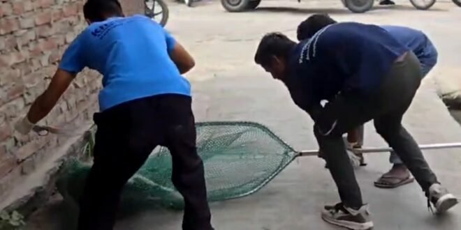 काशीपुर में स्ट्रीट डॉग्स के लिए सरकारी रेस्क्यू सेंटर की मांग, घायल पशुओं के इलाज को नहीं व्यवस्था; बॉक्सर प्रियंका चौधरी ने टीम संग किया रेस्क्यू, देखिए वीडियो में एक घायल कुत्ते का रेस्क्यू