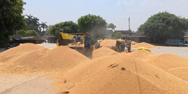 शीर्षक: काशीपुर मंडी में गेहूं खरीद शुरू, सरकारी कांटे लगे—किसानों ने सराहा प्रबंध, फिर भी उठे भुगतान व देरी के सवाल, किसानों ने सुनाया दर्द, देखिए वीडियो