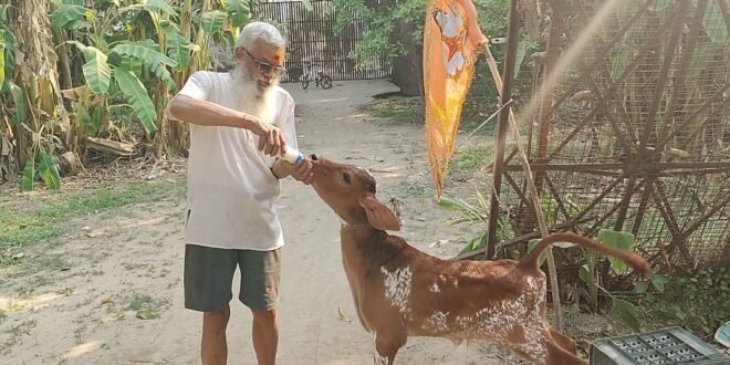 ममता की मिसाल:बिन मां के अनाथ बछड़े को 40 दिनों से अपने हाथों दूध पिला रहे हैं ज्योतिषाचार्य पं. अरुण त्रिवेदी, देखिए वीडियो