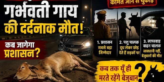 आधी रात सड़क पर गर्भवती गाय की दर्दनाक मौत: काशीपुर में आखिर कब जागेगा प्रशासन? इस हादसे के असली गुनहगार कौन?स्थानीय प्रशासन की लापरवाही?