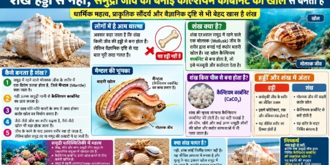 सही जानकारी :शंख हड्डी से नहीं, समुद्री जीव की बनाई कैल्शियम कार्बोनेट की खोल से बनता है